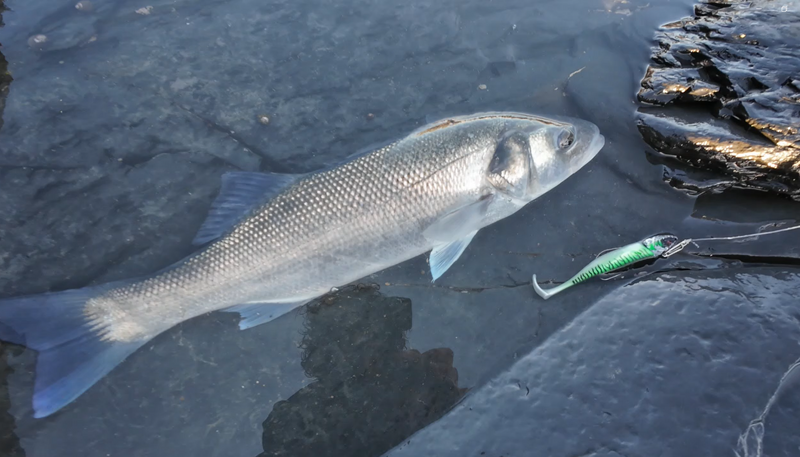 Waylander - Mean Minnow x3 Soft Plastic with Jighead (Lead Free) 27g