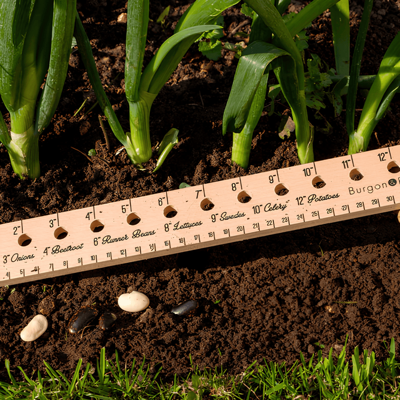 Burgon and Ball Planting Ruler FSC Beech Seed Sowing Tool 30cm | Garden Measuring Tool | 5019360011149 5019360011149 | AllotMate Essentials
