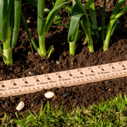 Burgon and Ball Planting Ruler FSC Beech Seed Sowing Tool 30cm | Garden Measuring Tool | 5019360011149 5019360011149 | AllotMate Essentials
