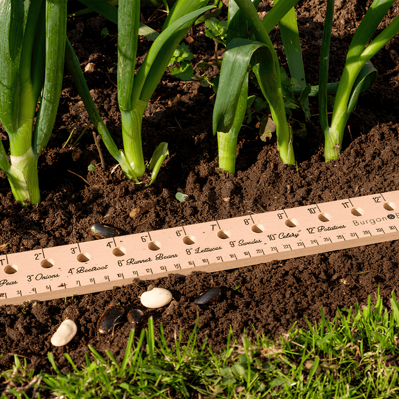 Burgon and Ball Planting Ruler FSC Beech Seed Sowing Tool 30cm | Garden Measuring Tool | 5019360011149 5019360011149 | AllotMate Essentials