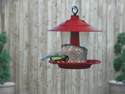 Lantern Bird Seed & Nut Feeder – Hanging Feeder for Wild Birds | Garland | Bird Feeder | W2070 5031670520708 | AllotMate Essentials