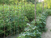 Jute Rope Net 180cm x 180cm, Natural Plant Support Netting for Climbing Plants | Plant Support Netting | 5031670505422 5031670505422 | AllotMate Essentials