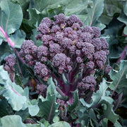 Mr Fothergills RHS Broccoli Tyrian F1 Seeds Purple Stem Summer Sprouting | Vegetable Seeds | 5011775438092 5011775438092 | AllotMate Essentials