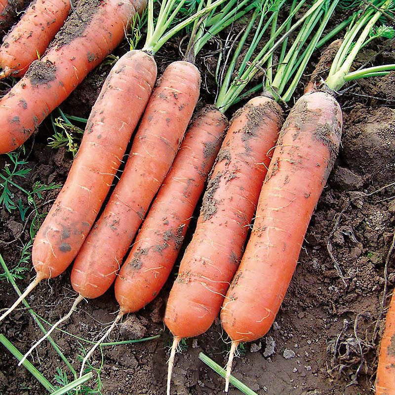 Mr Fothergill's RHS Carrot Marion F1 Seeds, Nantes Variety, High Yield Vegetable Seeds | Vegetable Seeds | 5011775325880 5011775325880 | AllotMate Essentials
