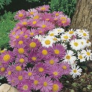RHS Aster Alpine Mixed Seeds 250 Seeds, Hardy Perennial Pollinator Friendly Early Summer Flowers | Flower Seeds | 5011775274010 5011775274010 | AllotMate Essentials