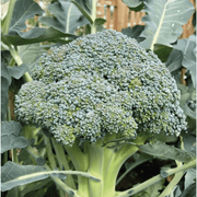 RHS Calabrese Marathon F1 Seeds by Mr Fothergill's, Summer Broccoli, AGM Variety | Vegetable Seeds | 5011775273471 5011775273471 | AllotMate Essentials