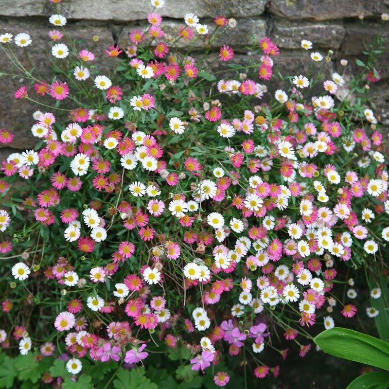 RHS Erigeron Profusion Seeds 250 Seeds, Hardy Perennial Fleabane Daisy | Flower Seeds | 5011775274133 5011775274133 | AllotMate Essentials