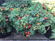 RHS Vegetables for Containers Collection 6 Varieties, Curated Vegetable Seed Collection for Pots and Patios | Vegetable Seeds | 5011775290447 5011775290447 | AllotMate Essentials