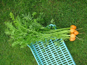 RHS Vegetables for Containers Collection 6 Varieties, Curated Vegetable Seed Collection for Pots and Patios | Vegetable Seeds | 5011775290447 5011775290447 | AllotMate Essentials