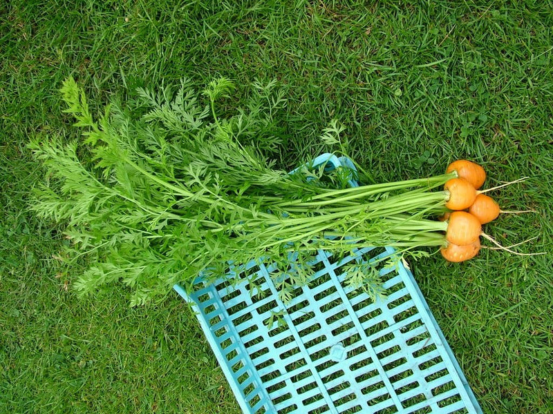 RHS Vegetables for Containers Collection 6 Varieties, Curated Vegetable Seed Collection for Pots and Patios | Vegetable Seeds | 5011775290447 5011775290447 | AllotMate Essentials