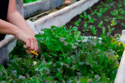 RHS Vegetables for Containers Collection 6 Varieties, Curated Vegetable Seed Collection for Pots and Patios | Vegetable Seeds | 5011775290447 5011775290447 | AllotMate Essentials