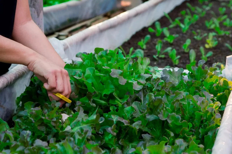 RHS Vegetables for Containers Collection 6 Varieties, Curated Vegetable Seed Collection for Pots and Patios | Vegetable Seeds | 5011775290447 5011775290447 | AllotMate Essentials