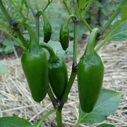 RHS Vegetables for Containers Collection 6 Varieties, Curated Vegetable Seed Collection for Pots and Patios | Vegetable Seeds | 5011775290447 5011775290447 | AllotMate Essentials
