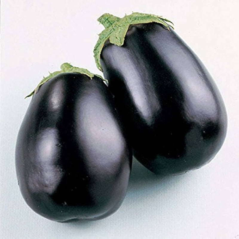 RHS Vegetables from Italy Vegetable Seeds Collection 6 Authentic Italian Varieties | Vegetable Seeds | 5011775290478 5011775290478 | AllotMate Essentials