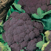 RHS Vegetables from Italy Vegetable Seeds Collection 6 Authentic Italian Varieties | Vegetable Seeds | 5011775290478 5011775290478 | AllotMate Essentials