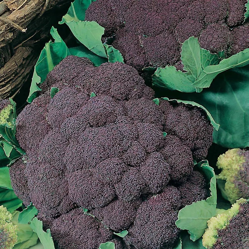 RHS Vegetables from Italy Vegetable Seeds Collection 6 Authentic Italian Varieties | Vegetable Seeds | 5011775290478 5011775290478 | AllotMate Essentials