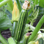 RHS Vegetables from Italy Vegetable Seeds Collection 6 Authentic Italian Varieties | Vegetable Seeds | 5011775290478 5011775290478 | AllotMate Essentials