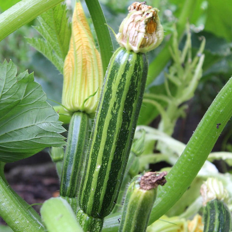 RHS Vegetables from Italy Vegetable Seeds Collection 6 Authentic Italian Varieties | Vegetable Seeds | 5011775290478 5011775290478 | AllotMate Essentials