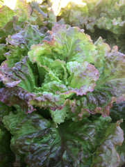 RHS Vegetables from Italy Vegetable Seeds Collection 6 Authentic Italian Varieties | Vegetable Seeds | 5011775290478 5011775290478 | AllotMate Essentials