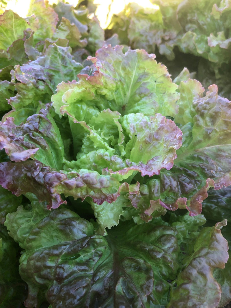 RHS Vegetables from Italy Vegetable Seeds Collection 6 Authentic Italian Varieties | Vegetable Seeds | 5011775290478 5011775290478 | AllotMate Essentials