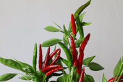 RHS Vegetables from the Orient Vegetable Seeds Collection 6 Asian Inspired Varieties | Vegetable Seeds | 5011775290485 5011775290485 | AllotMate Essentials