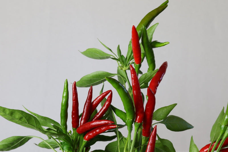 RHS Vegetables from the Orient Vegetable Seeds Collection 6 Asian Inspired Varieties | Vegetable Seeds | 5011775290485 5011775290485 | AllotMate Essentials