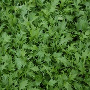 RHS Vegetables from the Orient Vegetable Seeds Collection 6 Asian Inspired Varieties | Vegetable Seeds | 5011775290485 5011775290485 | AllotMate Essentials
