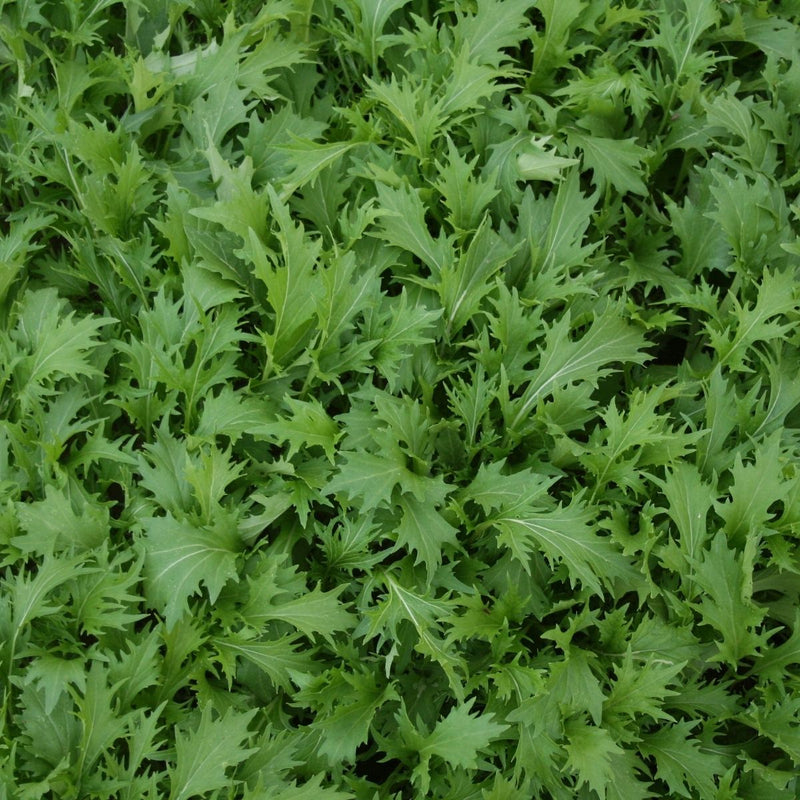 RHS Vegetables from the Orient Vegetable Seeds Collection 6 Asian Inspired Varieties | Vegetable Seeds | 5011775290485 5011775290485 | AllotMate Essentials
