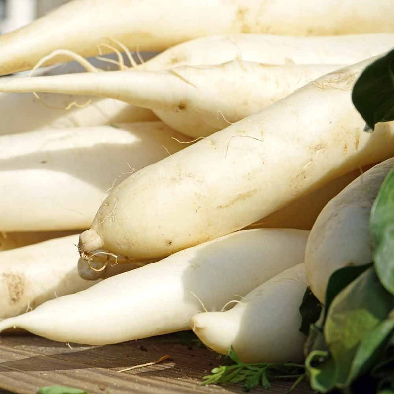 RHS Vegetables from the Orient Vegetable Seeds Collection 6 Asian Inspired Varieties | Vegetable Seeds | 5011775290485 5011775290485 | AllotMate Essentials