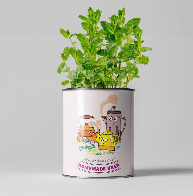 Homemade Brew Tea Kit – Grow Your Own Herbal Tea | Eco Gift by The Plant Gift Co. | Herb Growing Kit | HMM - BRW - GRW - YR | AllotMate Essentials